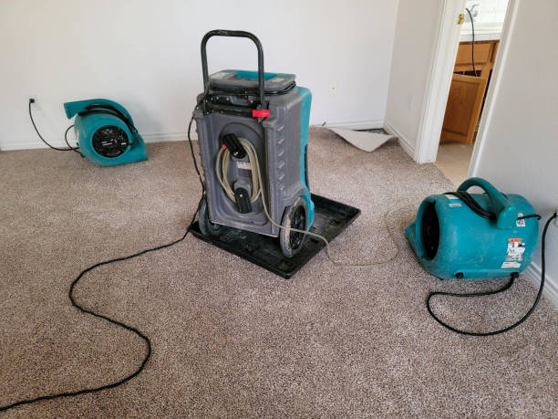 Best Carpet water damage restoration  in Willow Oak, FL