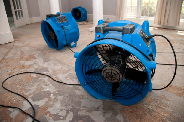 Best Mold removal after water damage  in Willow Oak, FL
